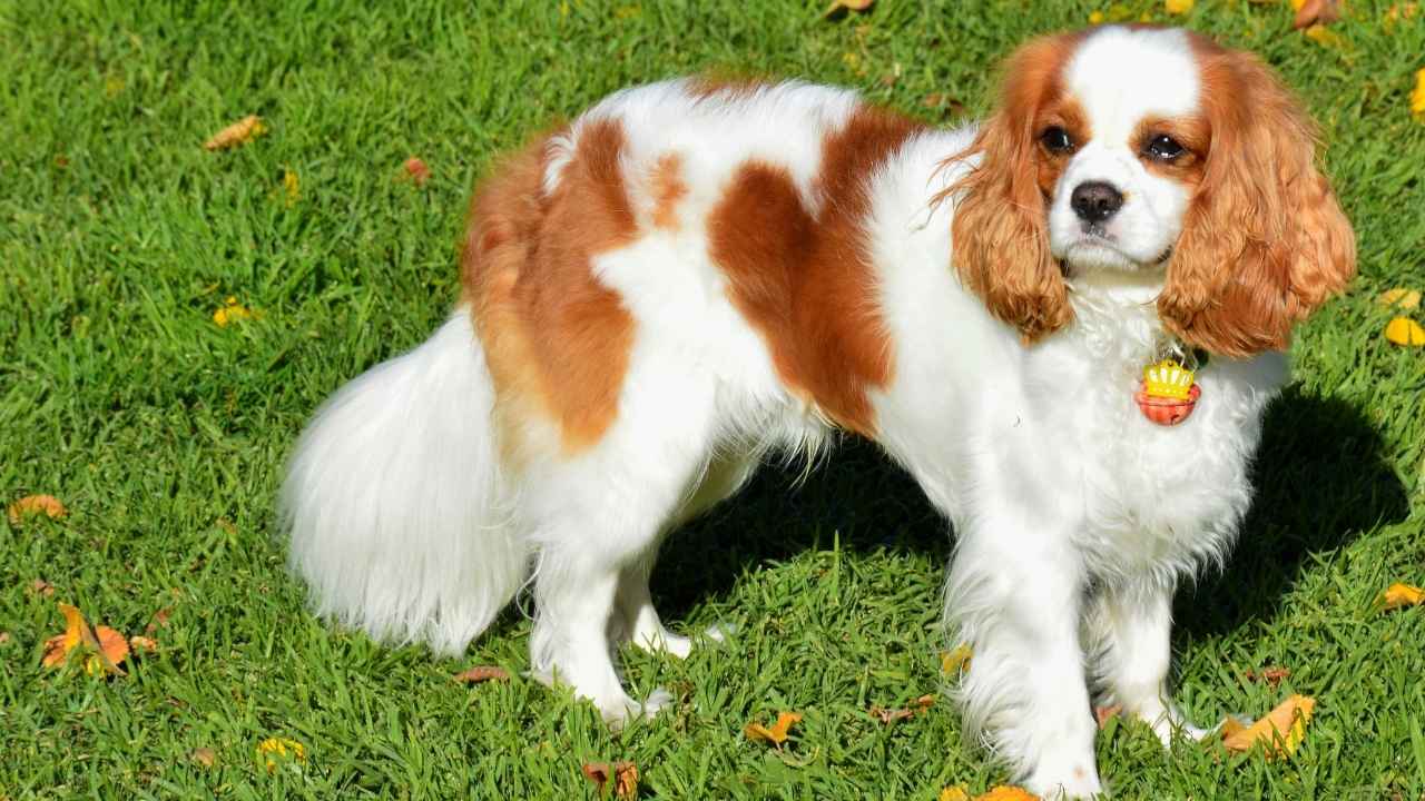 Cavalier King Charles Spaniel