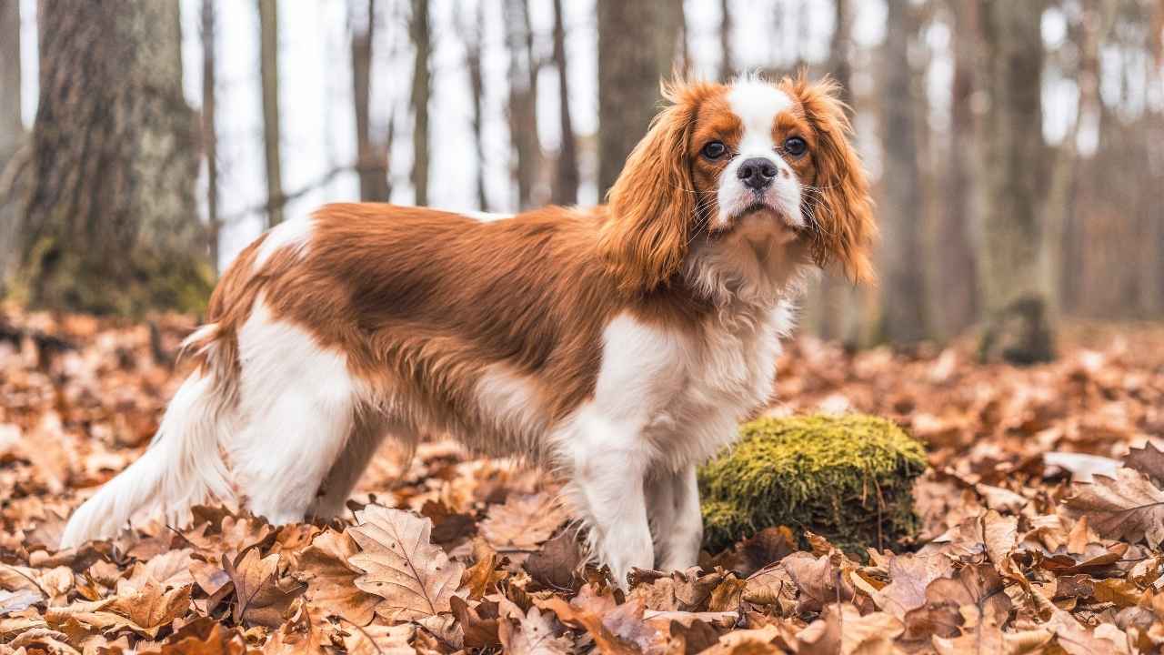 Cavalier King Charles Spaniel