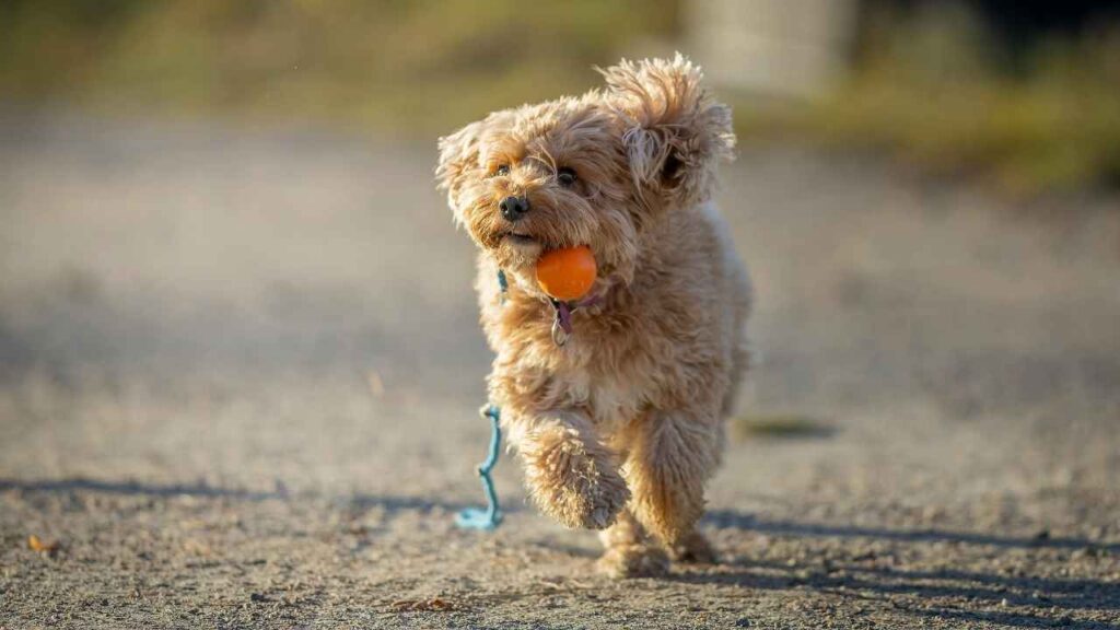 Cavapoo 