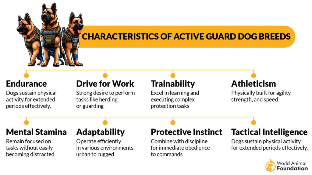 Characteristics of Active Guard Dog Breeds 01