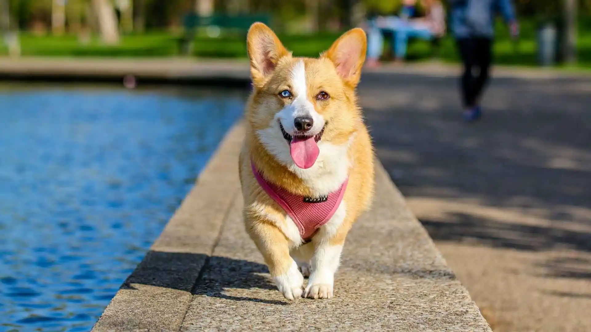 Charming Brown and White Dog Breeds