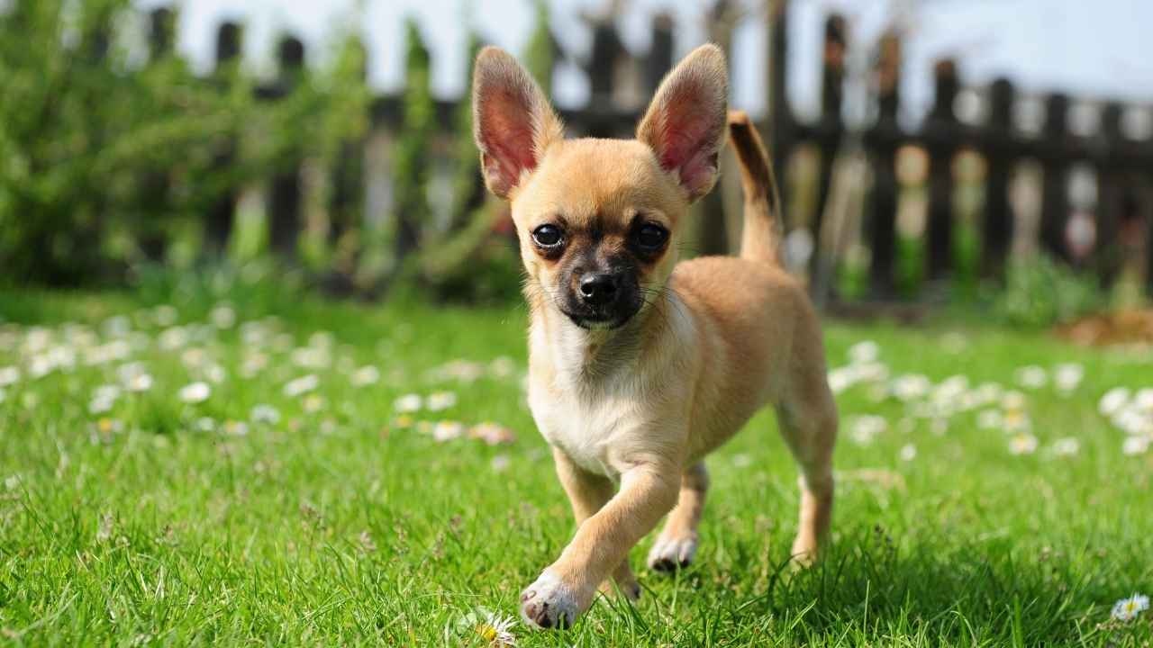 Chihuahua