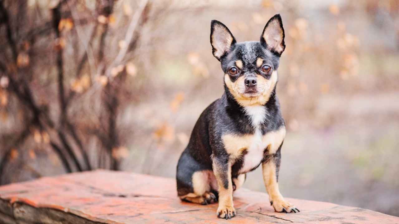 Chihuahua