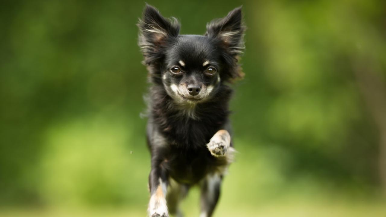 Chihuahua