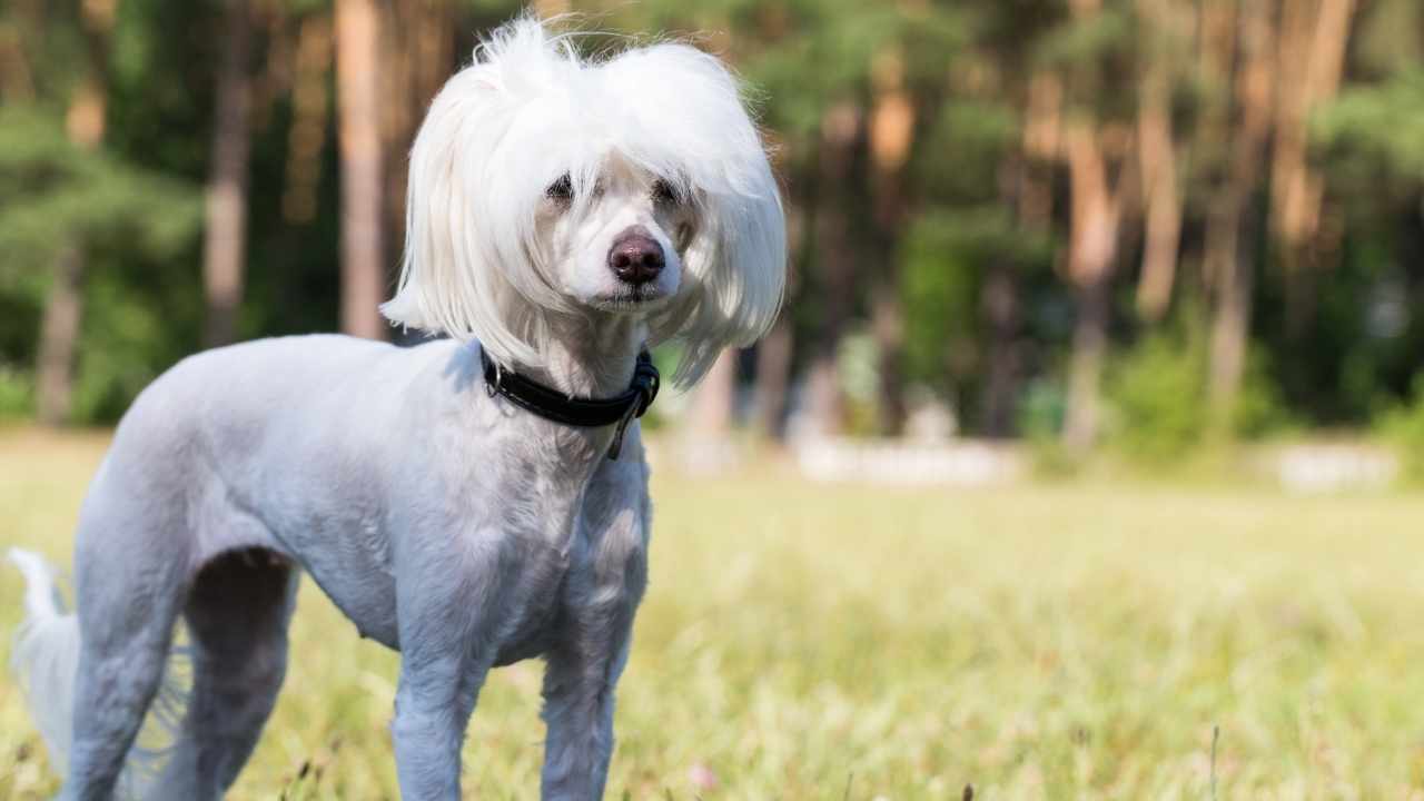 Chinese Crested