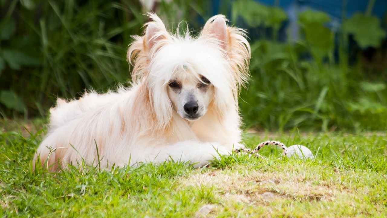 Chinese Crested