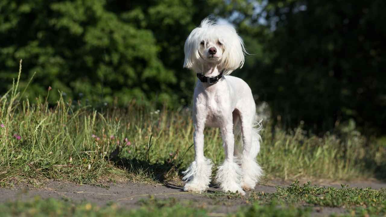 Chinese Crested