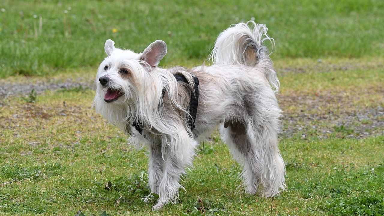 Chinese Crested