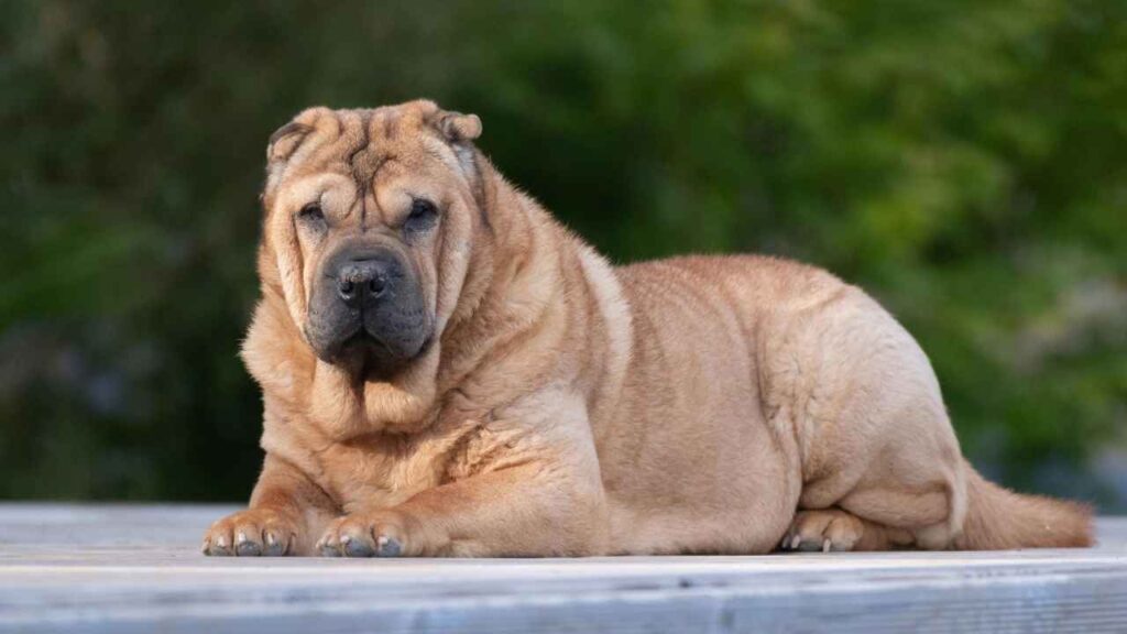 Chinese Shar-Pei