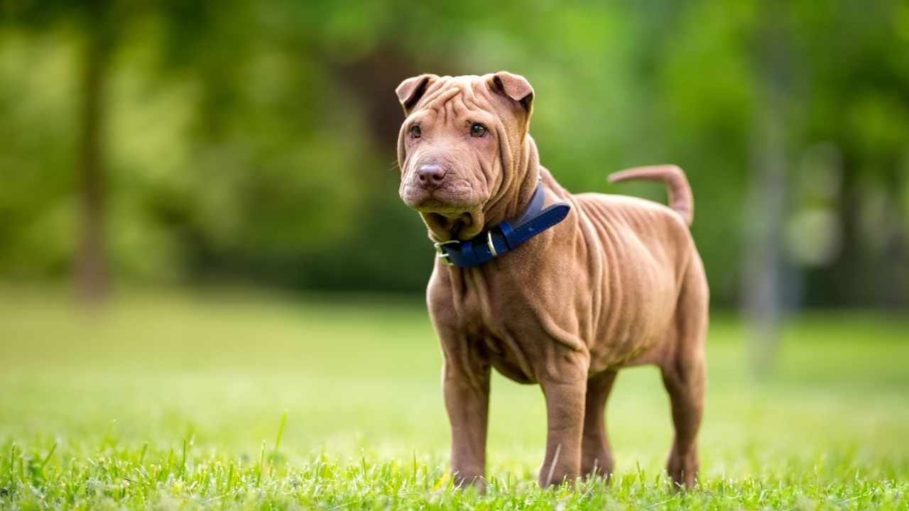 Shar Pei