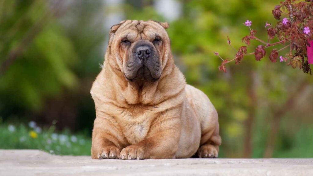 Chinese Shar Pei