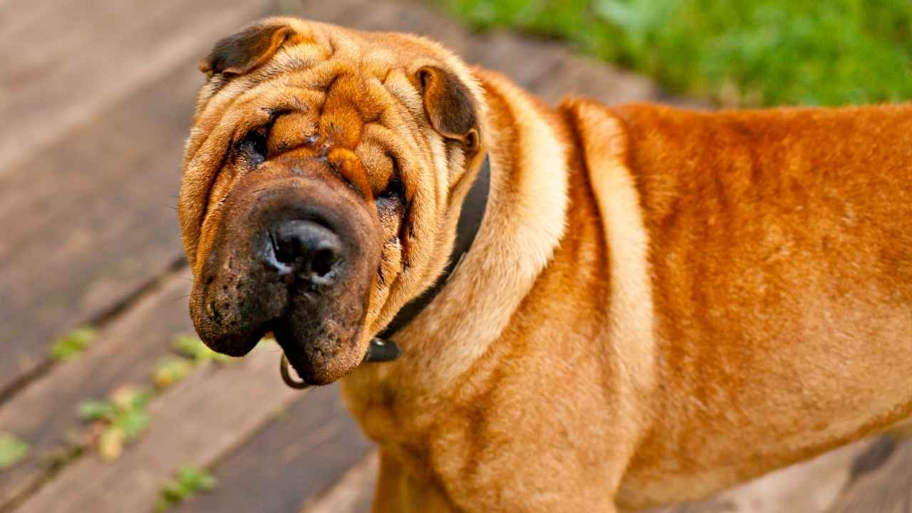 Shar Pei