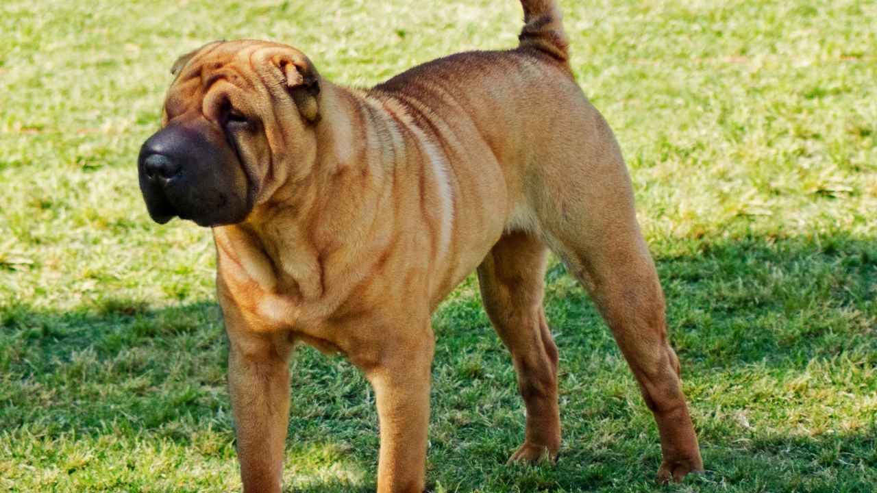 Shar Pei