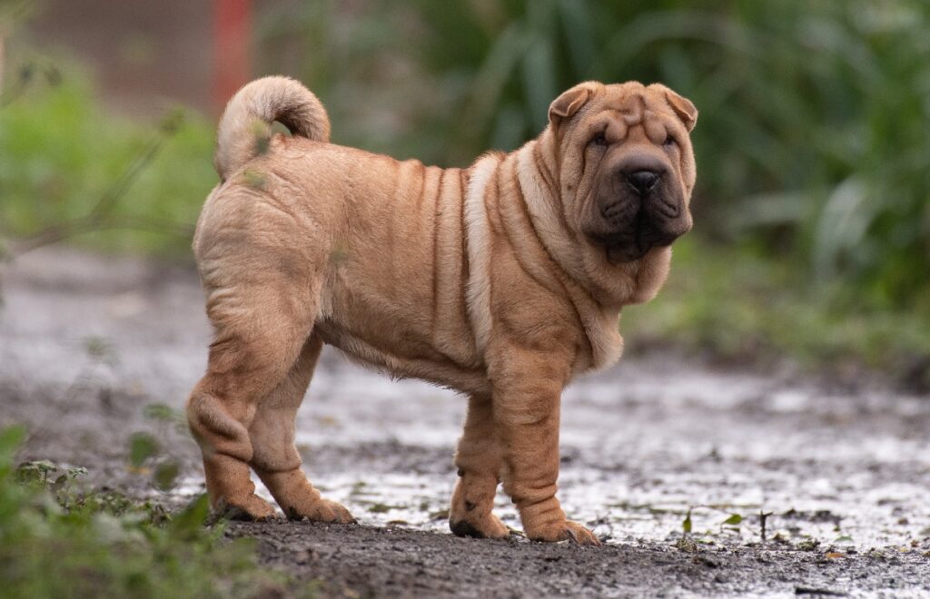 Chinese Shar-Pei