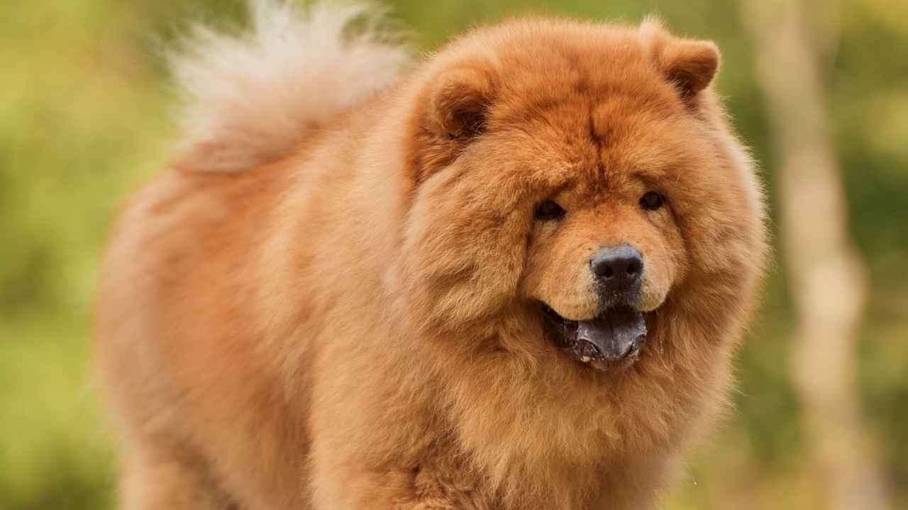 Chow Chow