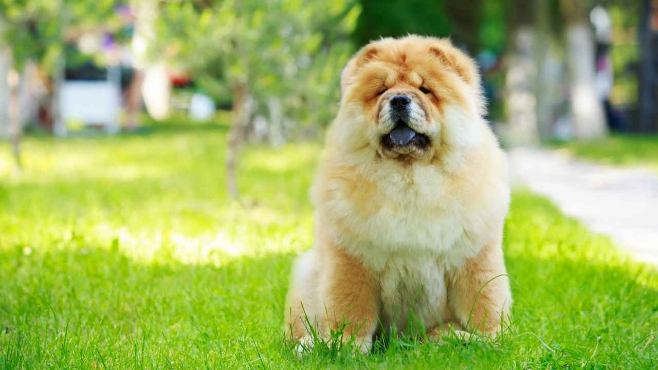 Chow Chow