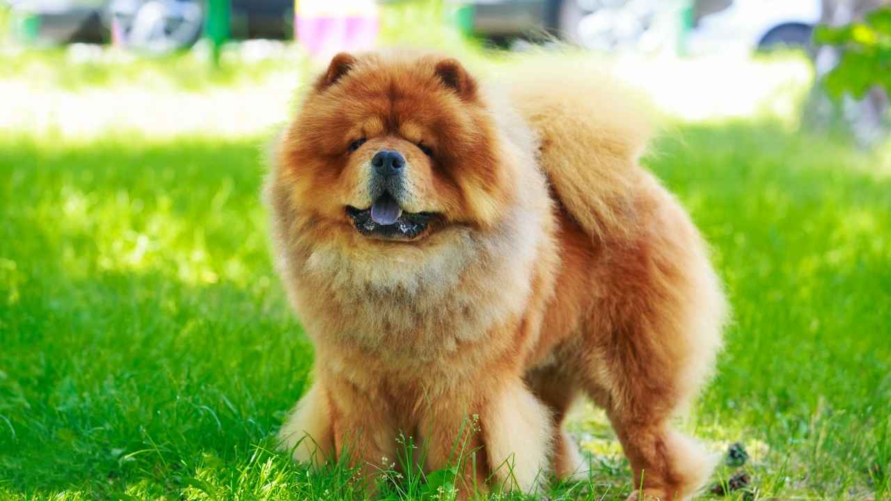 Chow Chow