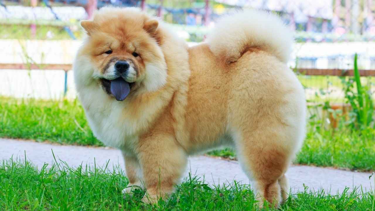 Chow Chow