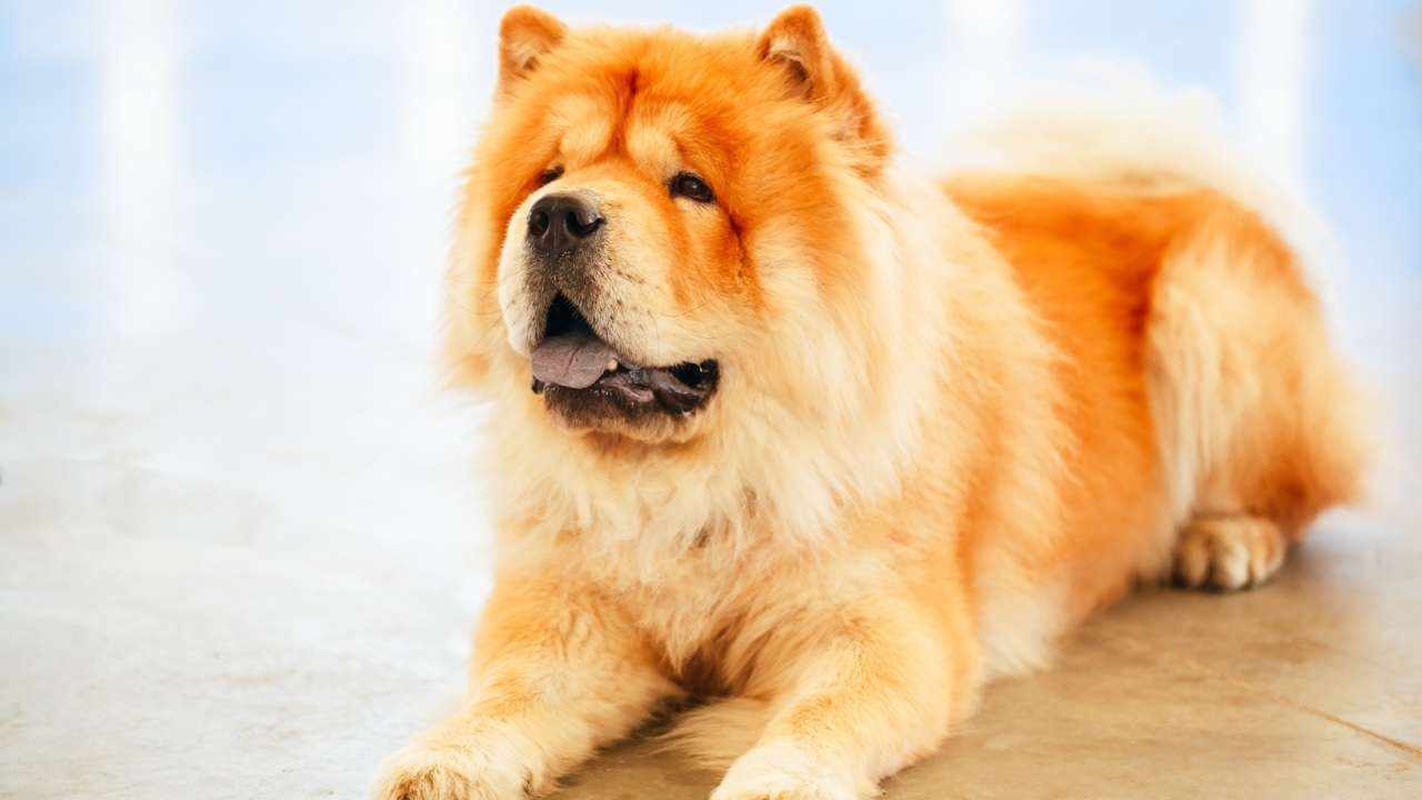 Chow Chow