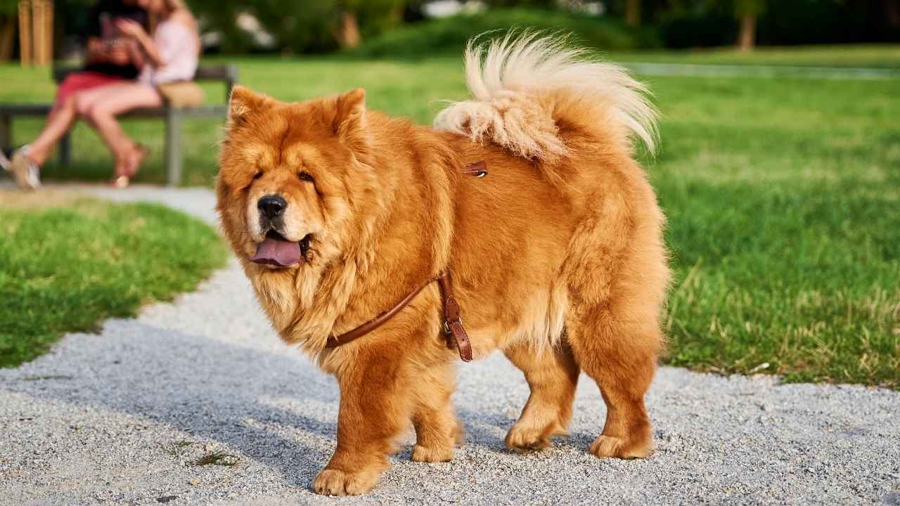 Chow Chow