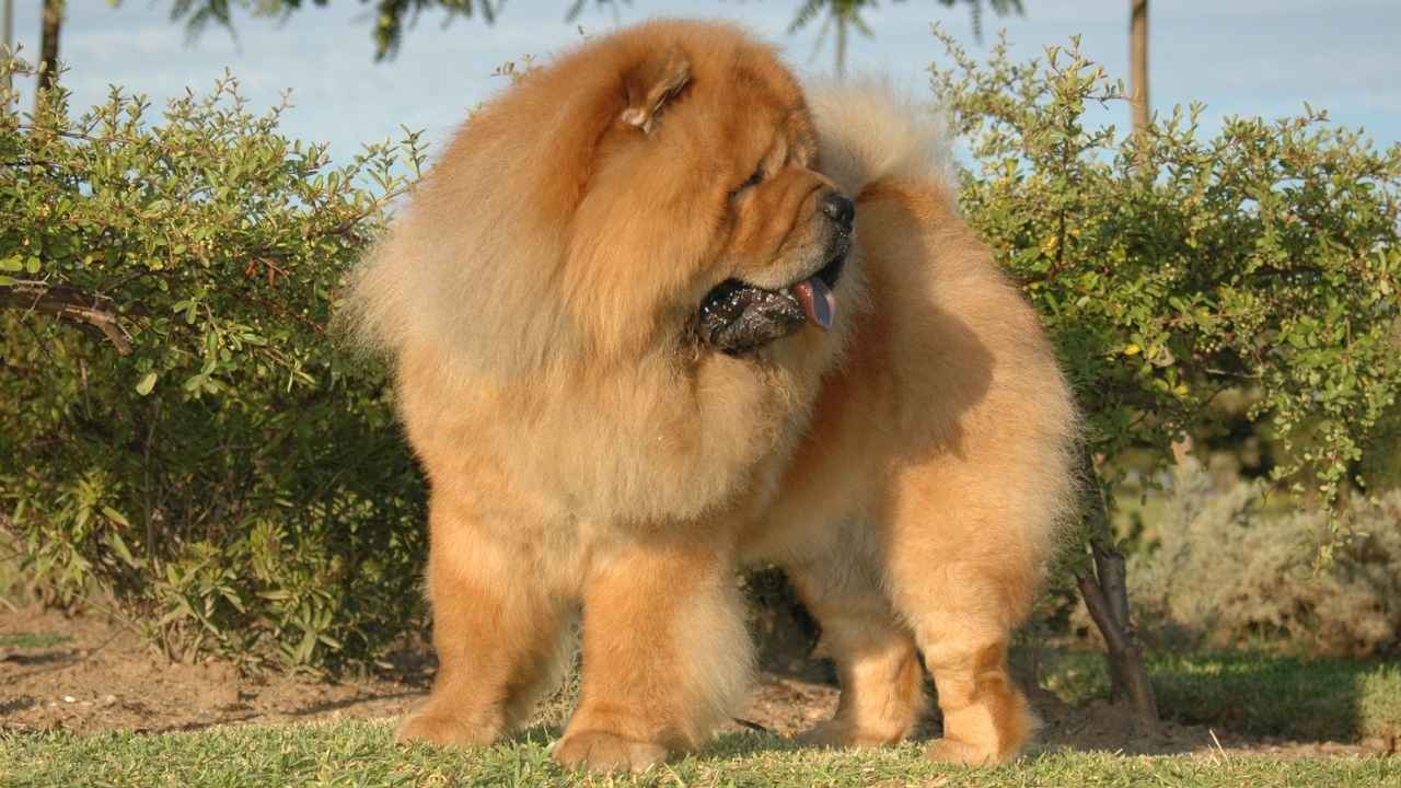 Chow Chow