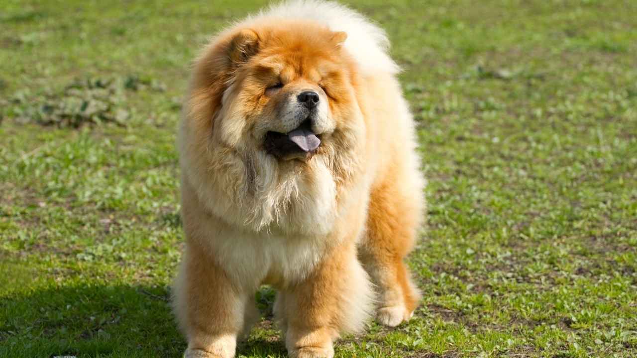 Chow Chow