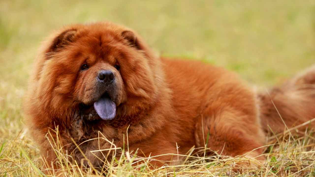 Chow Chow