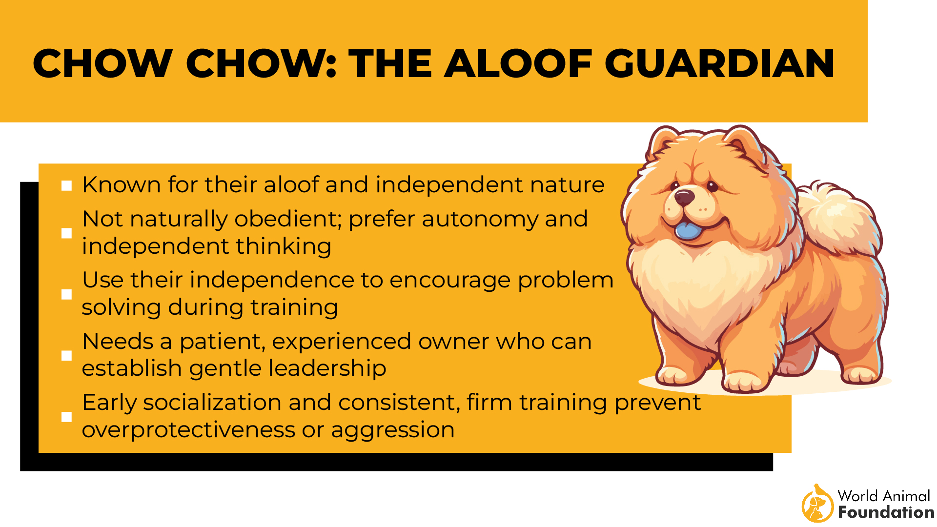 Chow Chow The Aloof Guardian-01