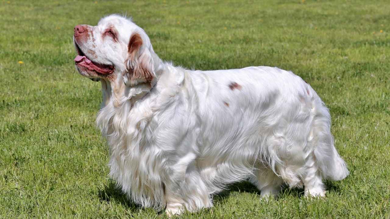 Clumber Spaniel