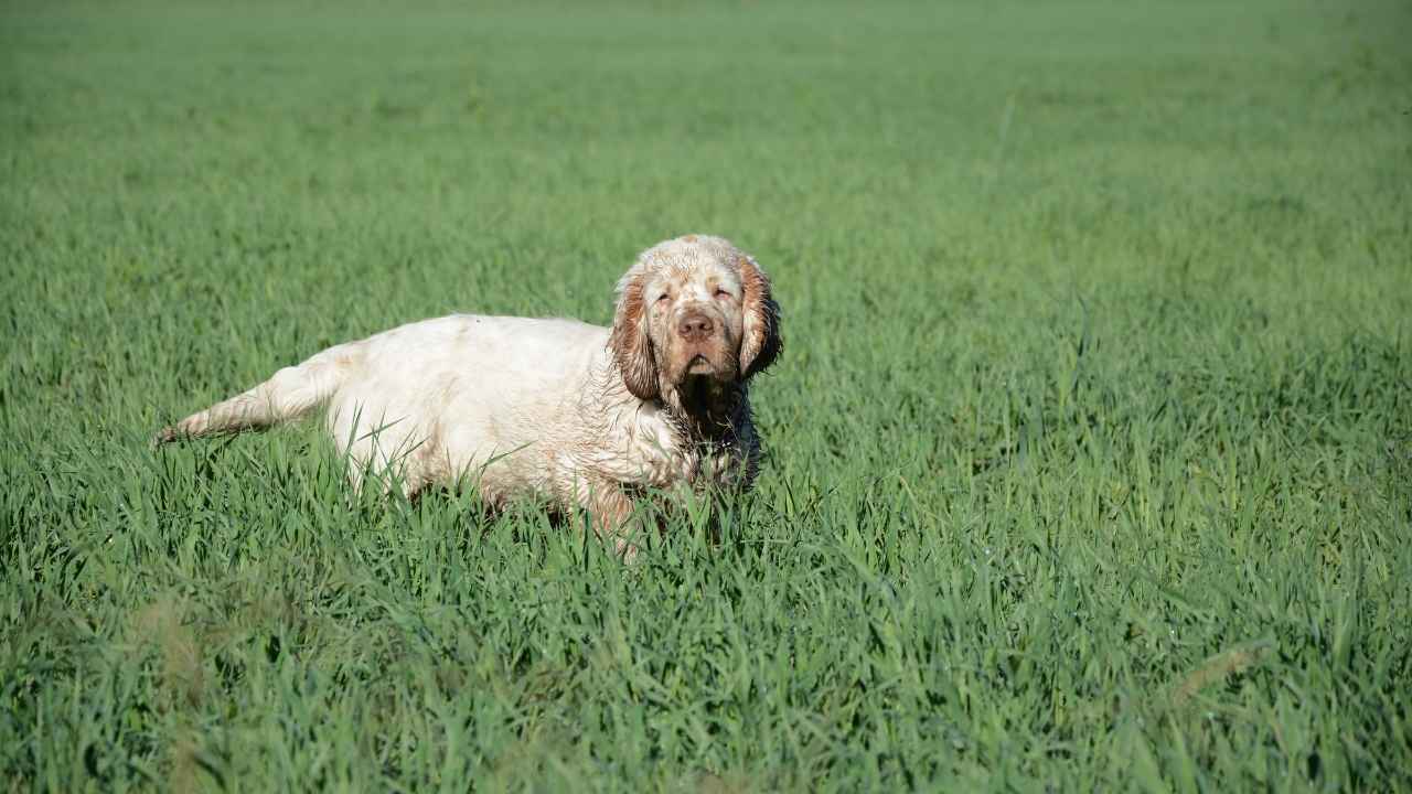 Clumber Spaniel