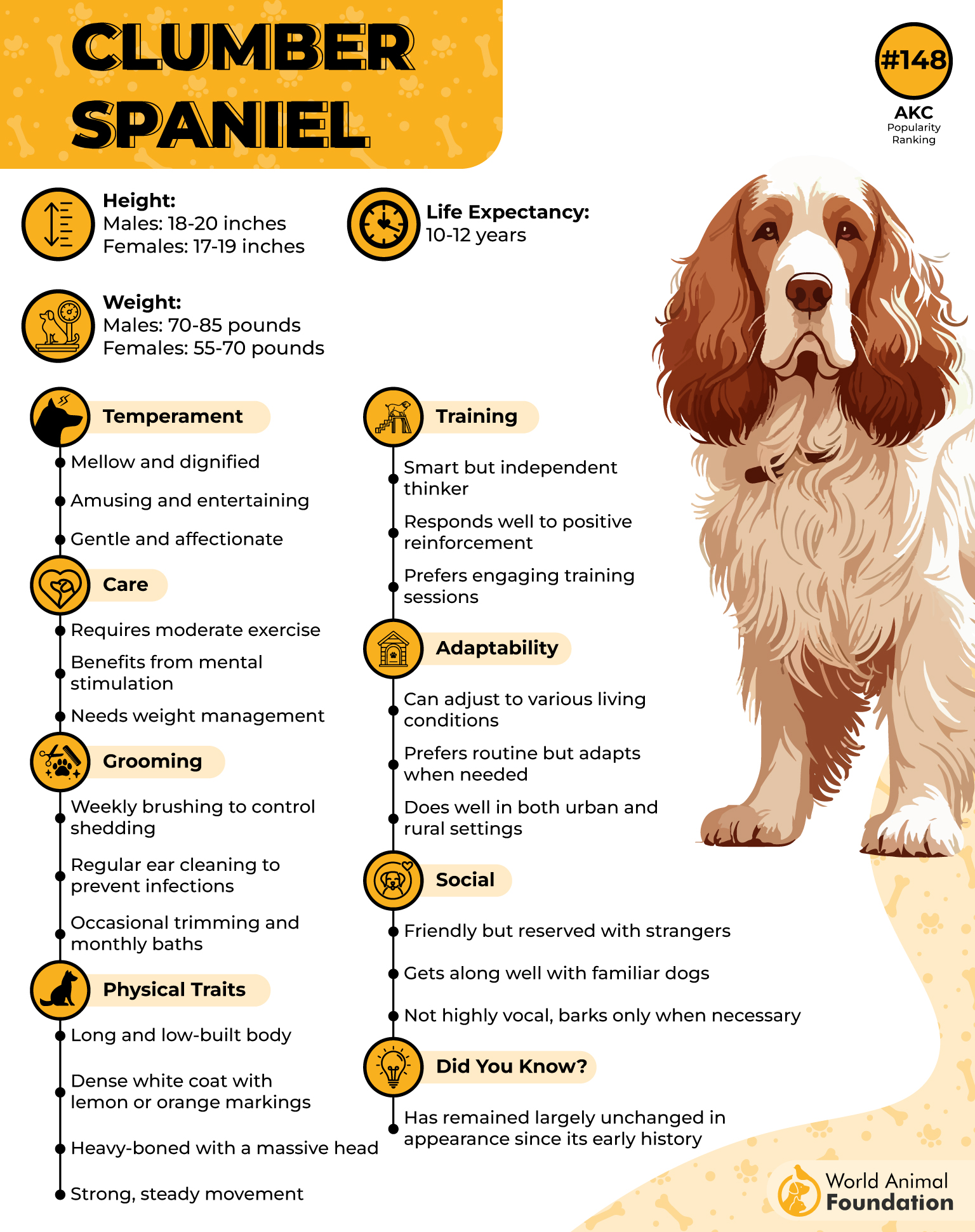 Clumber Spaniel Profile