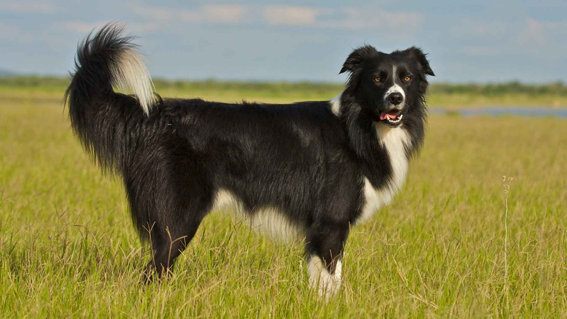 Coarse Coated Medium Dog Breeds