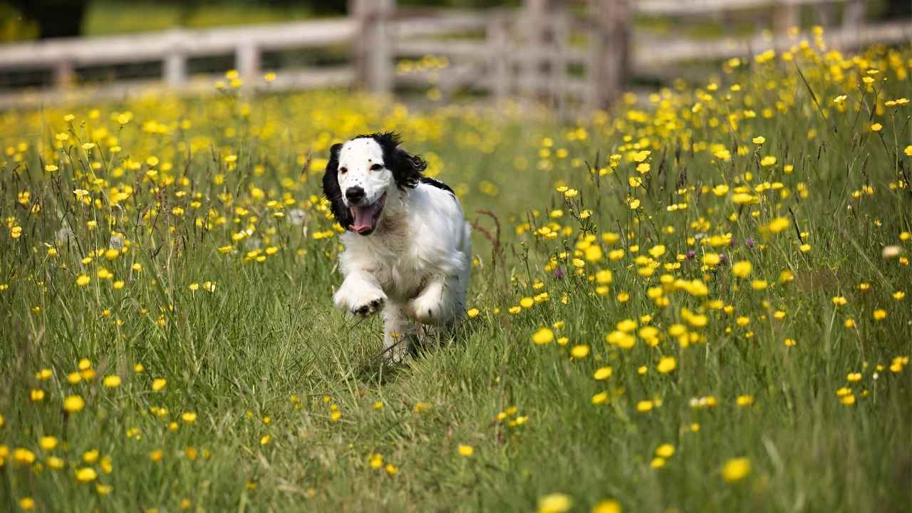 Cocker Spaniel