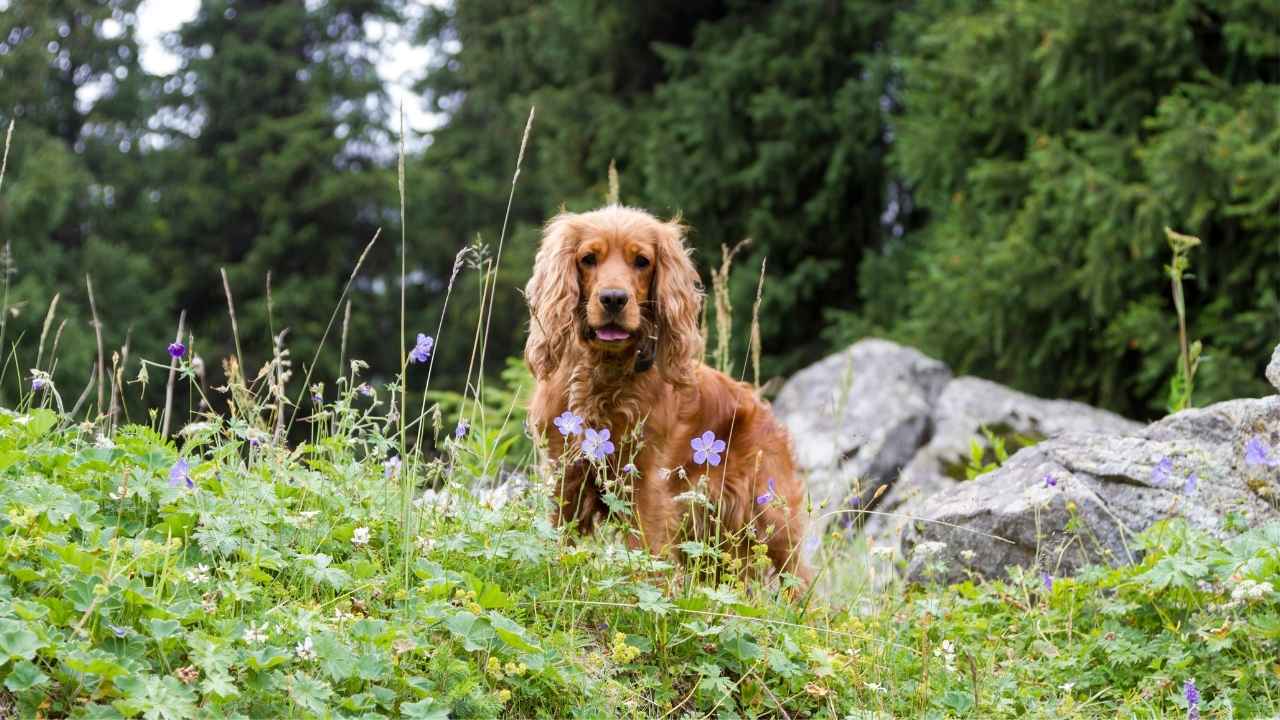 Cocker Spaniel