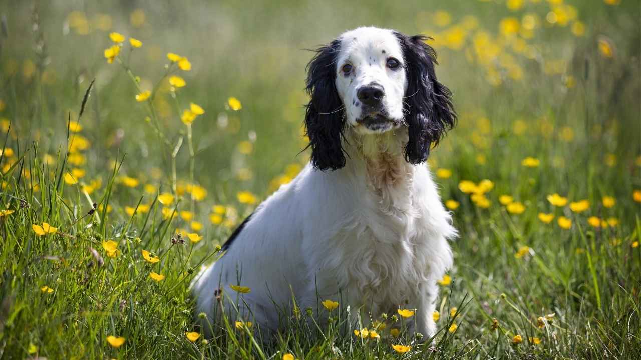 Cocker Spaniel