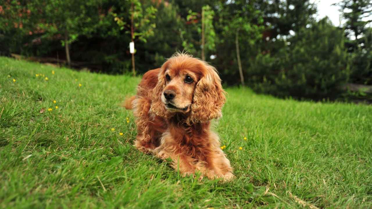 Cocker Spaniel