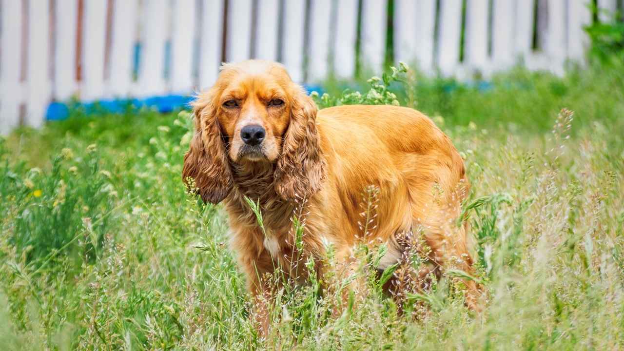 Cocker Spaniel