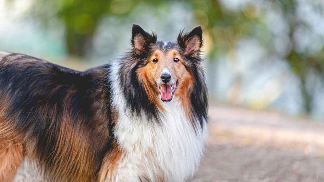 Collie