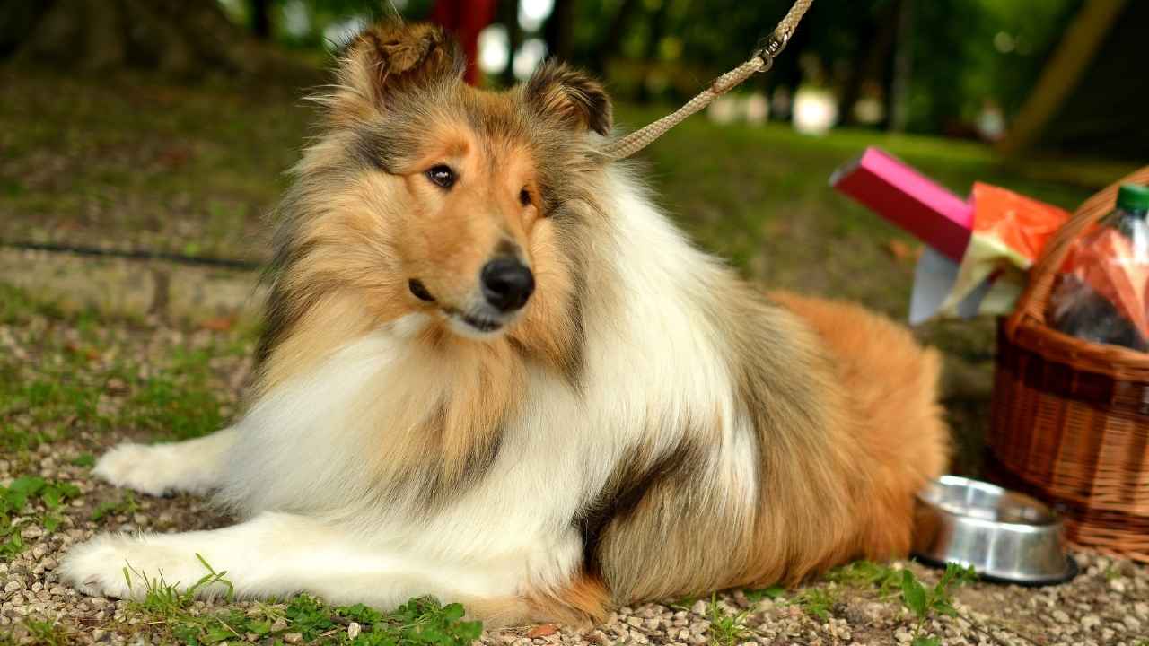 Collie