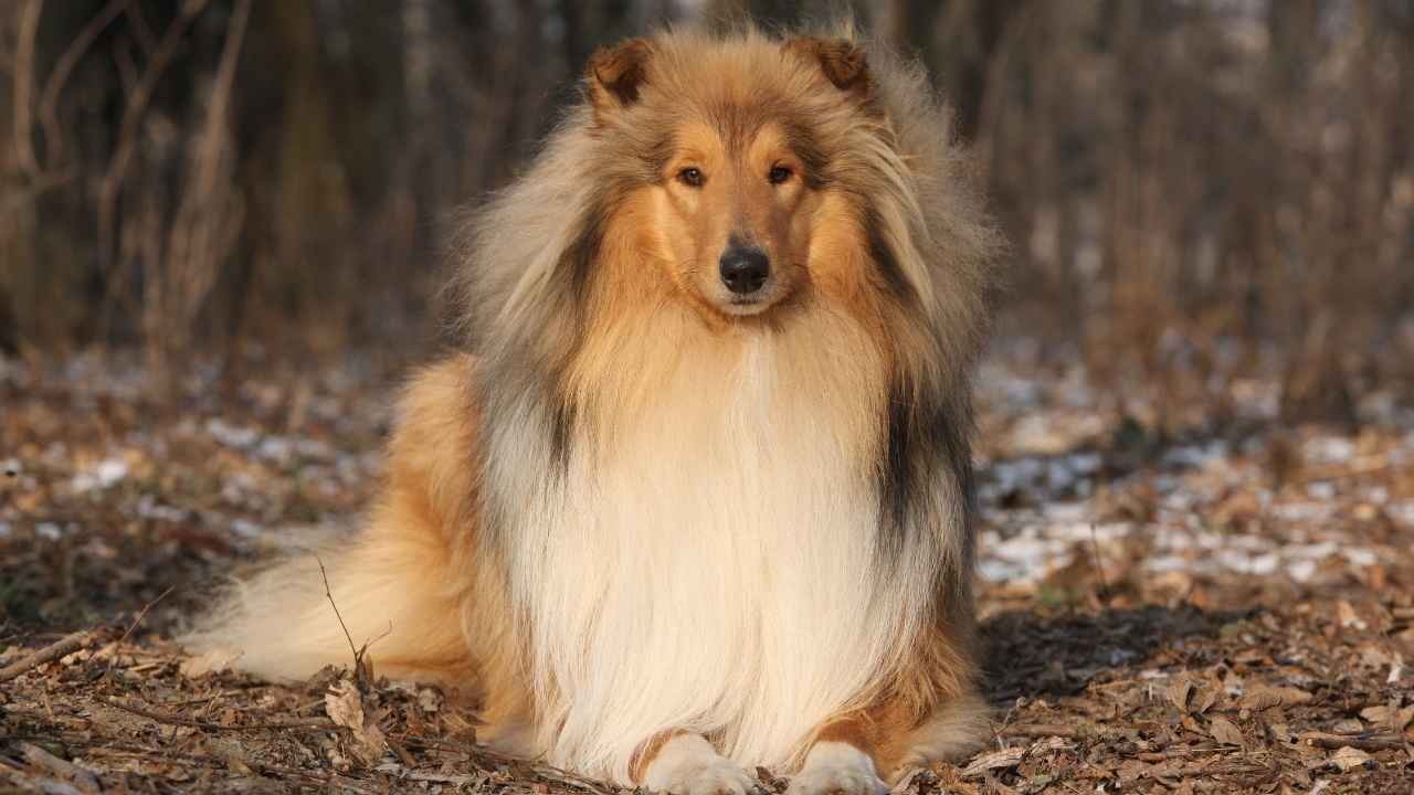 Collie