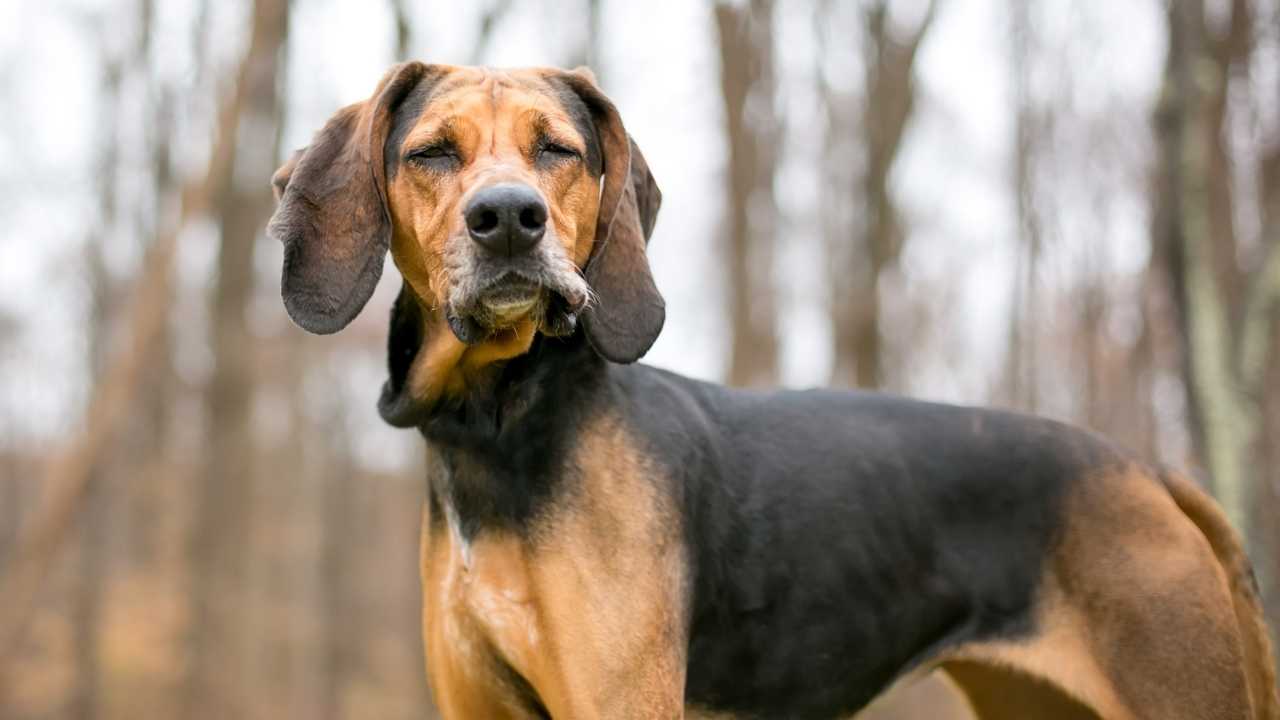 Coonhound