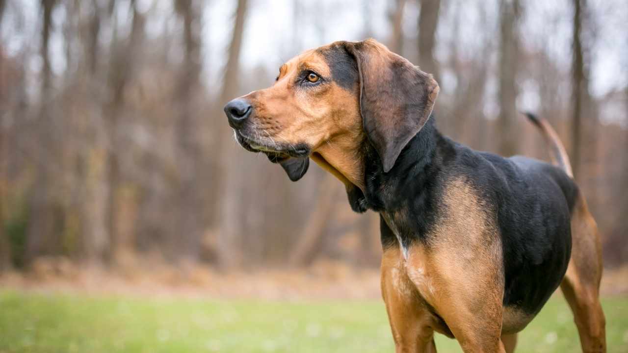 Coonhound