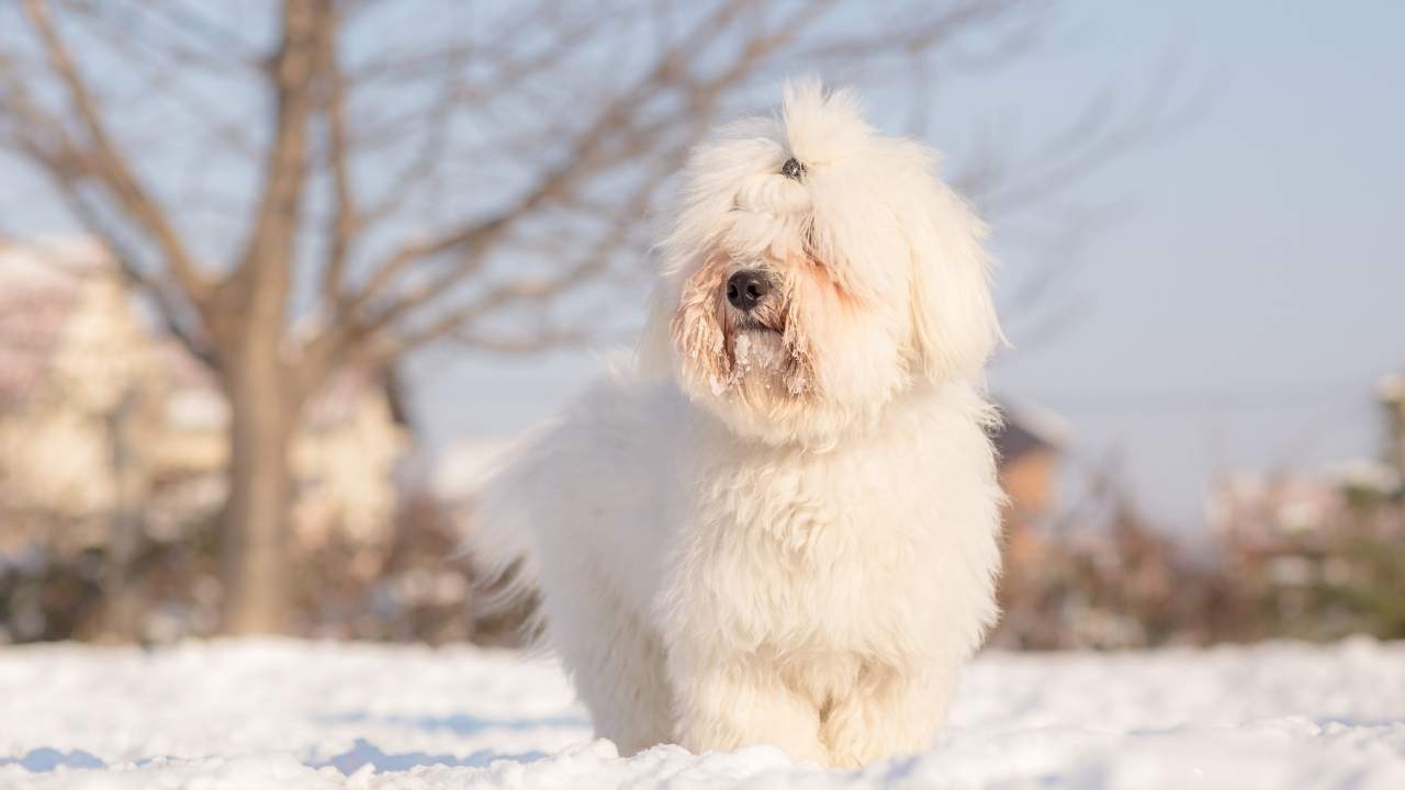 Coton de Tulear