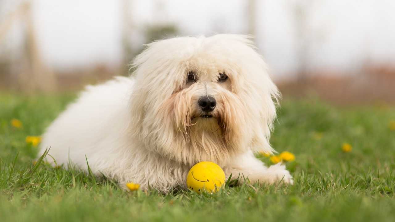 Coton de Tulear