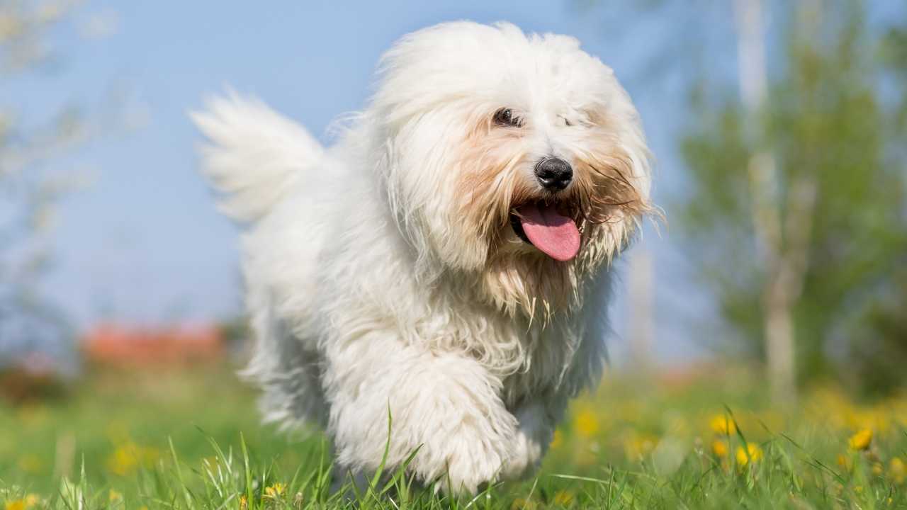 Coton de Tulear