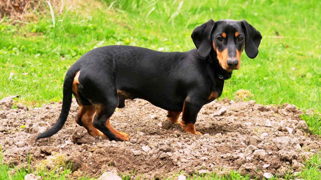 Dachshund