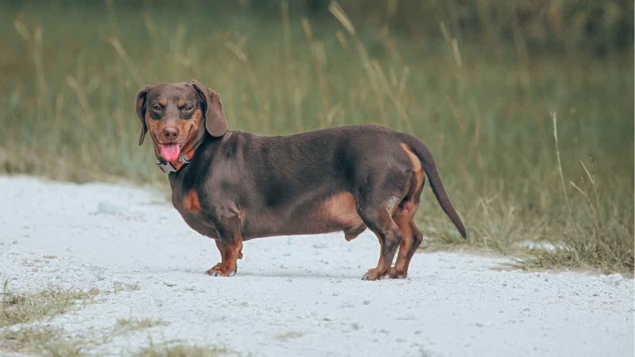 Dachshund