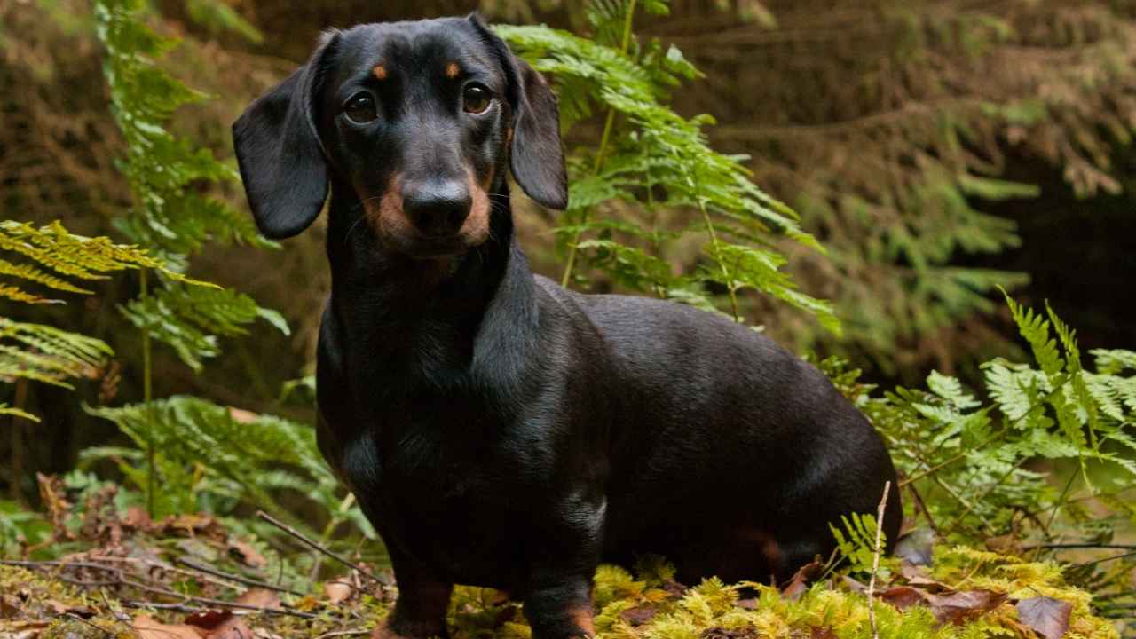 Dachshund