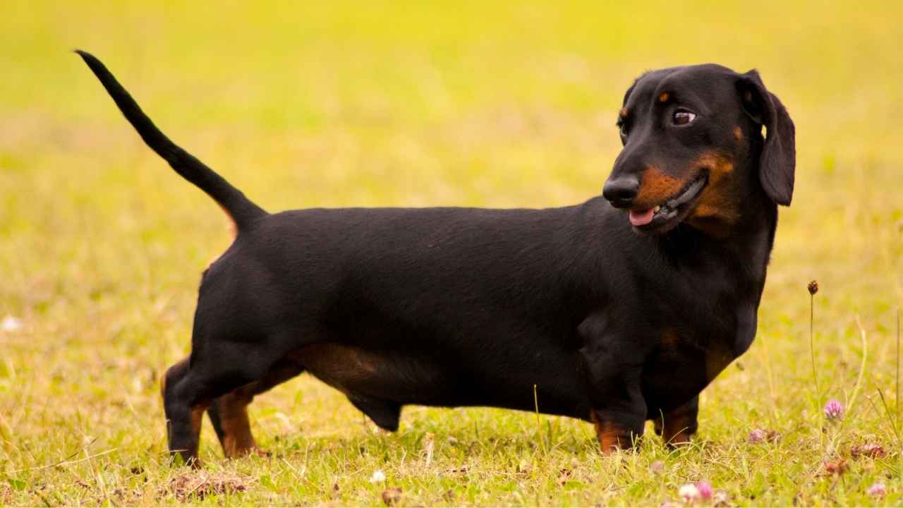 Dachshund