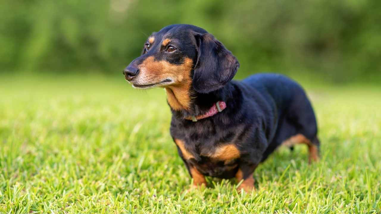 Dachshund